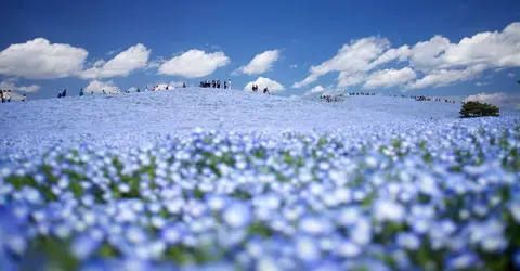 Océan floral au parc Hitachi Kaihin