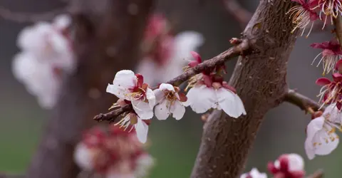 Fleurs de cerisiers au parc Maruyama de Sapporo