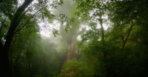 Jômon sugi, le plus ancien des anciens cèdres de l'île de Yakushima