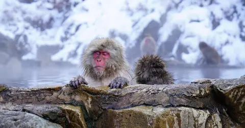 Singes du parc Jigokudani