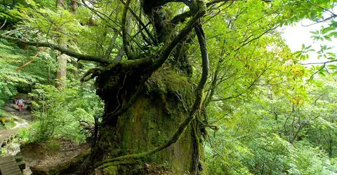 Parc national de Yakushima