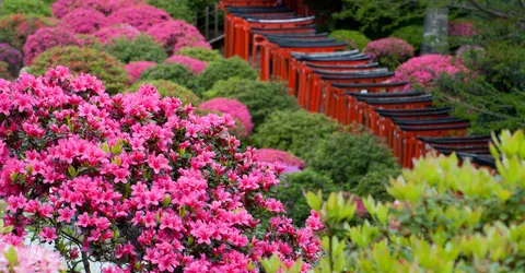 Jardin du sanctuaire Nezu