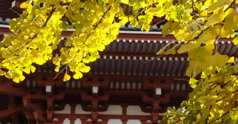 Les ginkgo sont très répandus dans les temples et les sanctuaires japonais 