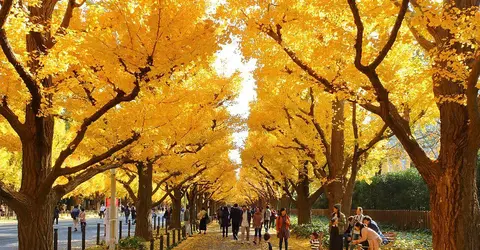 L'allée de ginkgo de Meiji Jingu Gaien