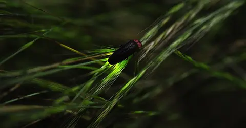 Une luciole dans la nuit