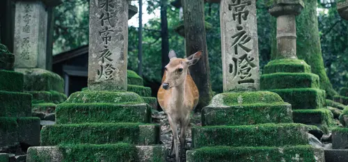 Nara, Japan's first imperial capital. Nara, Japan's first imperial capital.
