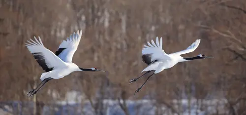 grues grues