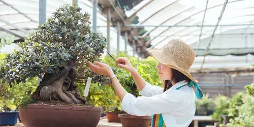 Takamatsu concentrates nearly 80% of Japanese bonsai production