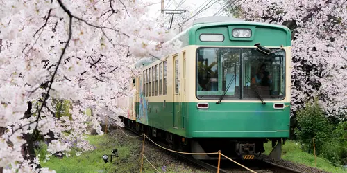 Immaginate di prendere il treno con i ciliegi in fiore...