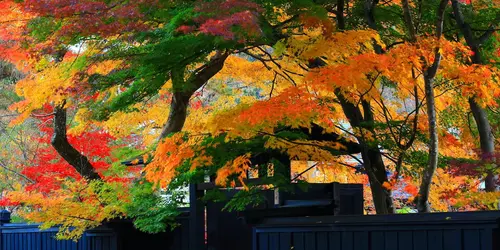 Kakunodate à l'Automne, Akita