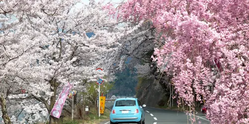 driving in japan sakura driving in japan sakura