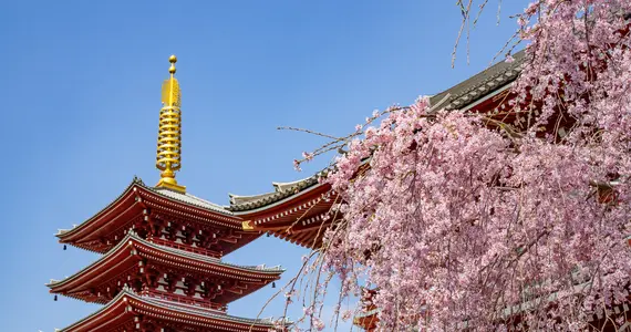 Sakura au sanctuaire Senso-ji à Tokyo