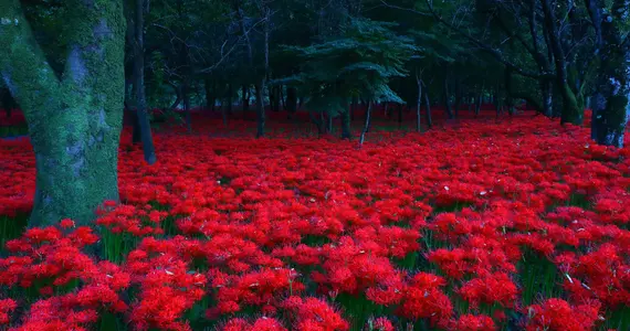 Kinchakuda spider lilies Kinchakuda spider lilies