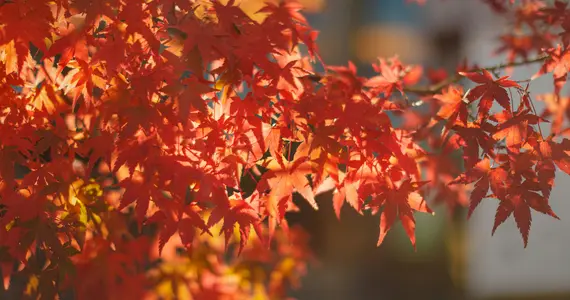 Automne au Japon (momiji) Automne au Japon (momiji)