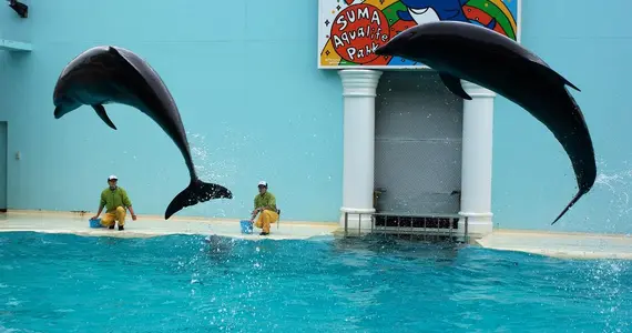 I delfini sono le stelle del Parco vita acquatica Suma (Kobe)