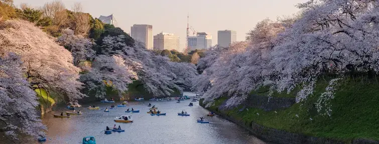 Cerisiers en fleurs - Tokyo, Japon