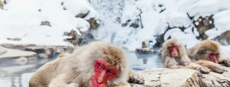 Singes dans l'eau au parc Jigokudani Singes dans l'eau au parc Jigokudani