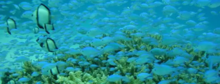 Las aguas de Okinawa son famosas por ser cristalinas Las aguas de Okinawa son famosas por ser cristalinas