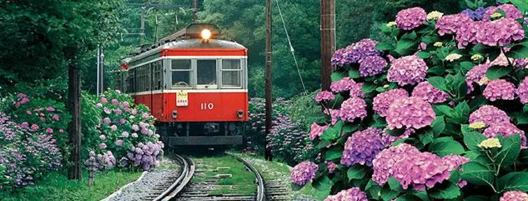 Le train Hakone Tozan vous balade parmi les allées d'hortensias Le train Hakone Tozan vous balade parmi les allées d'hortensias