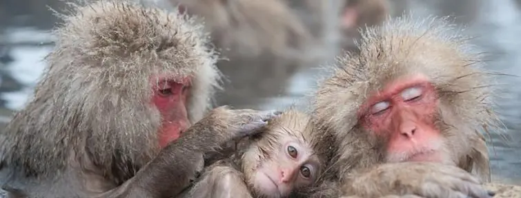 Les singes se délectent des sources chaudes (onsen) Les singes se délectent des sources chaudes (onsen)