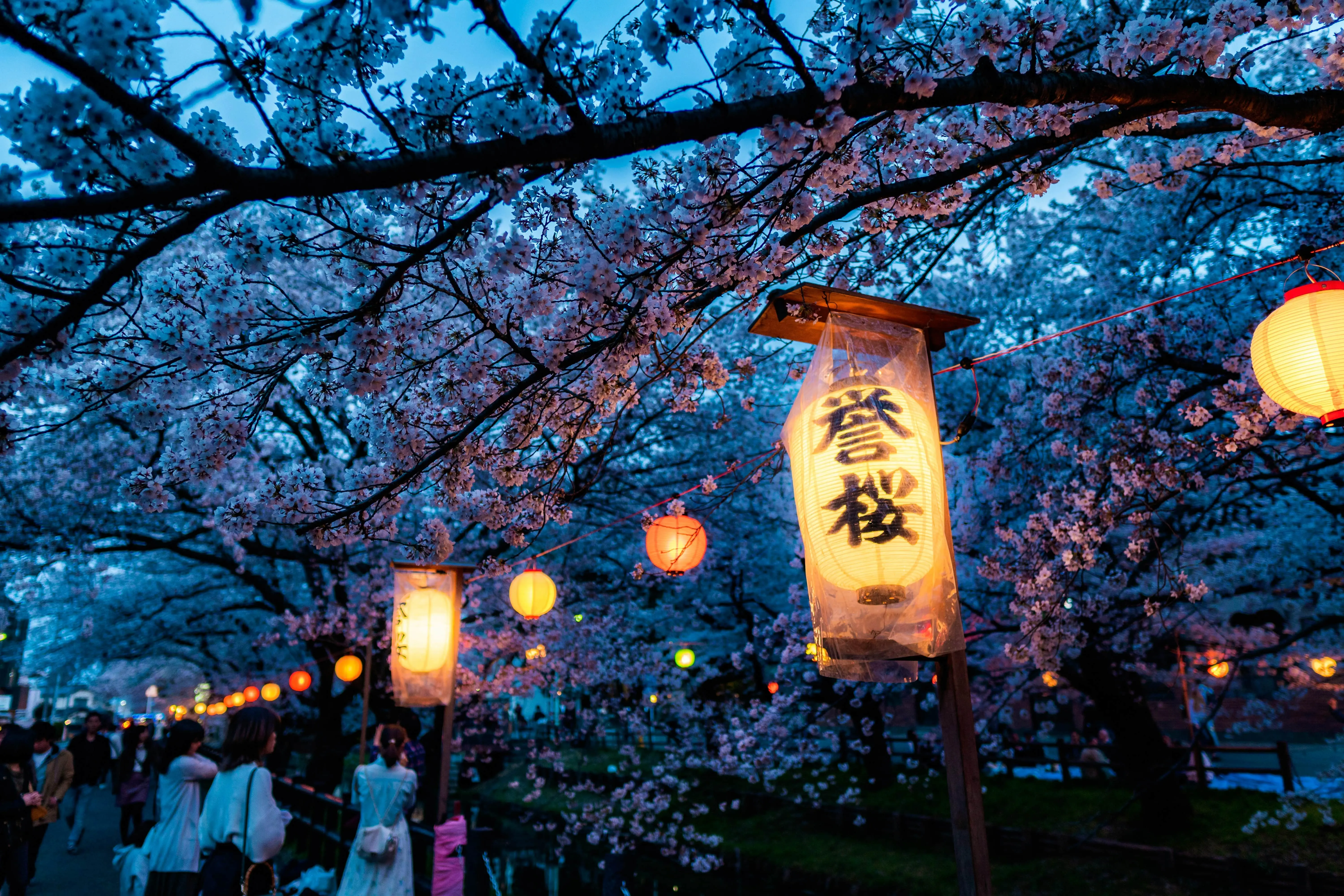 lamp and sakura - Kawagoe